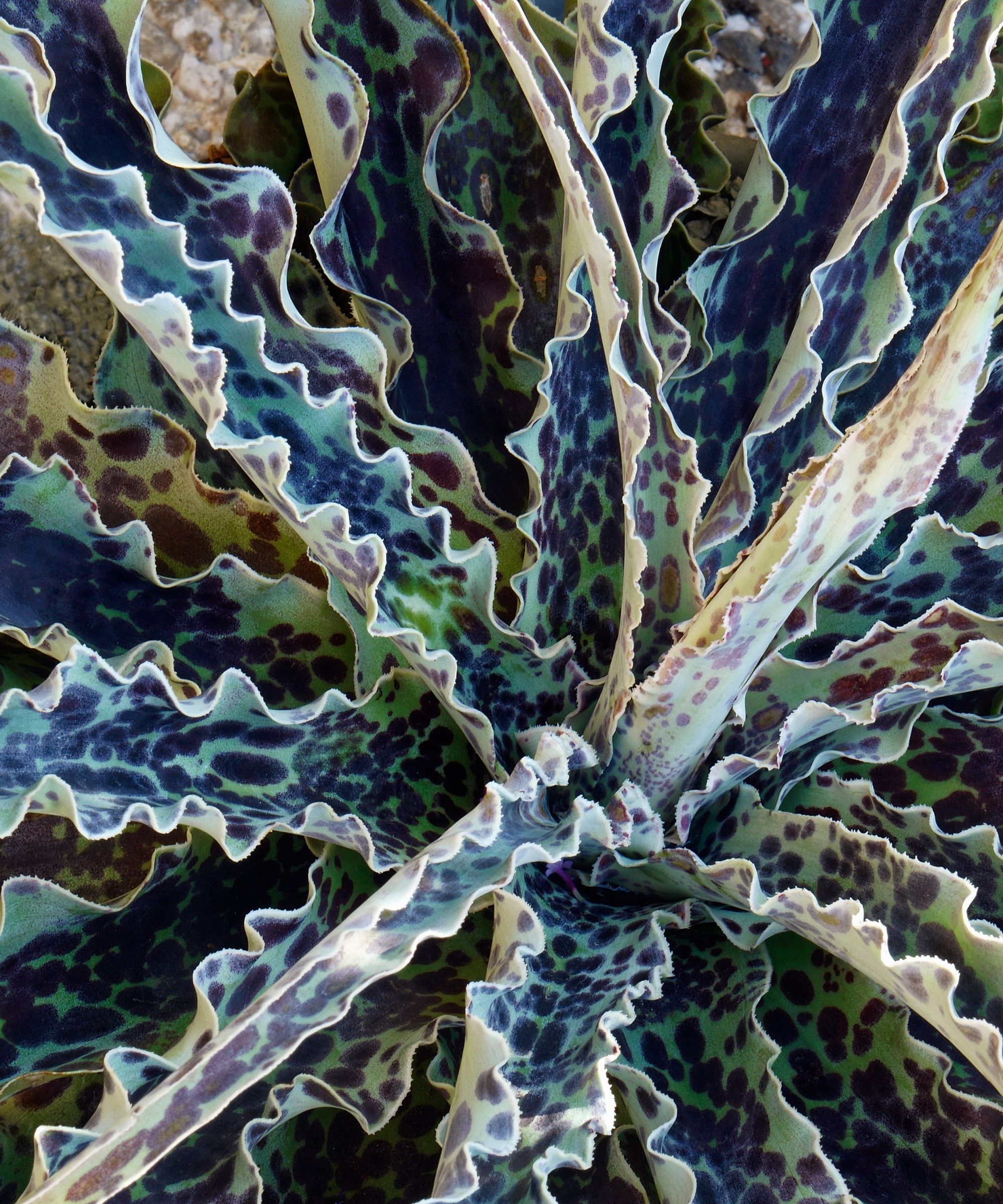Wavy spotted mangave plant