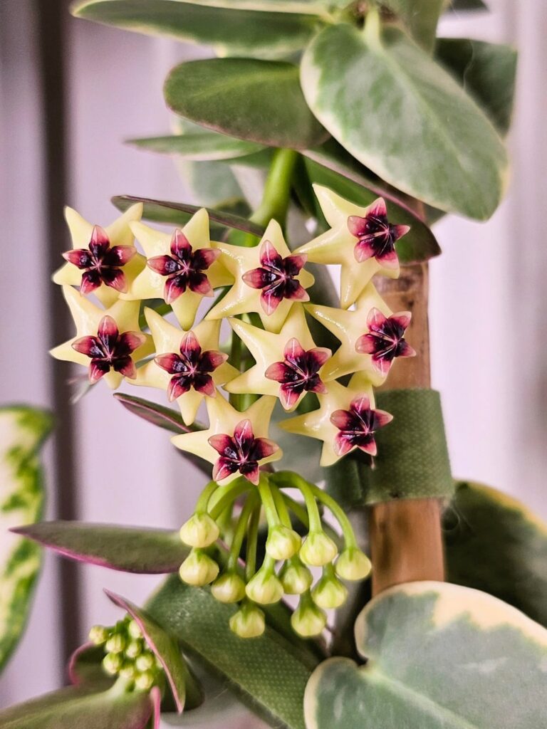 Cumingiana Albo Blooms!