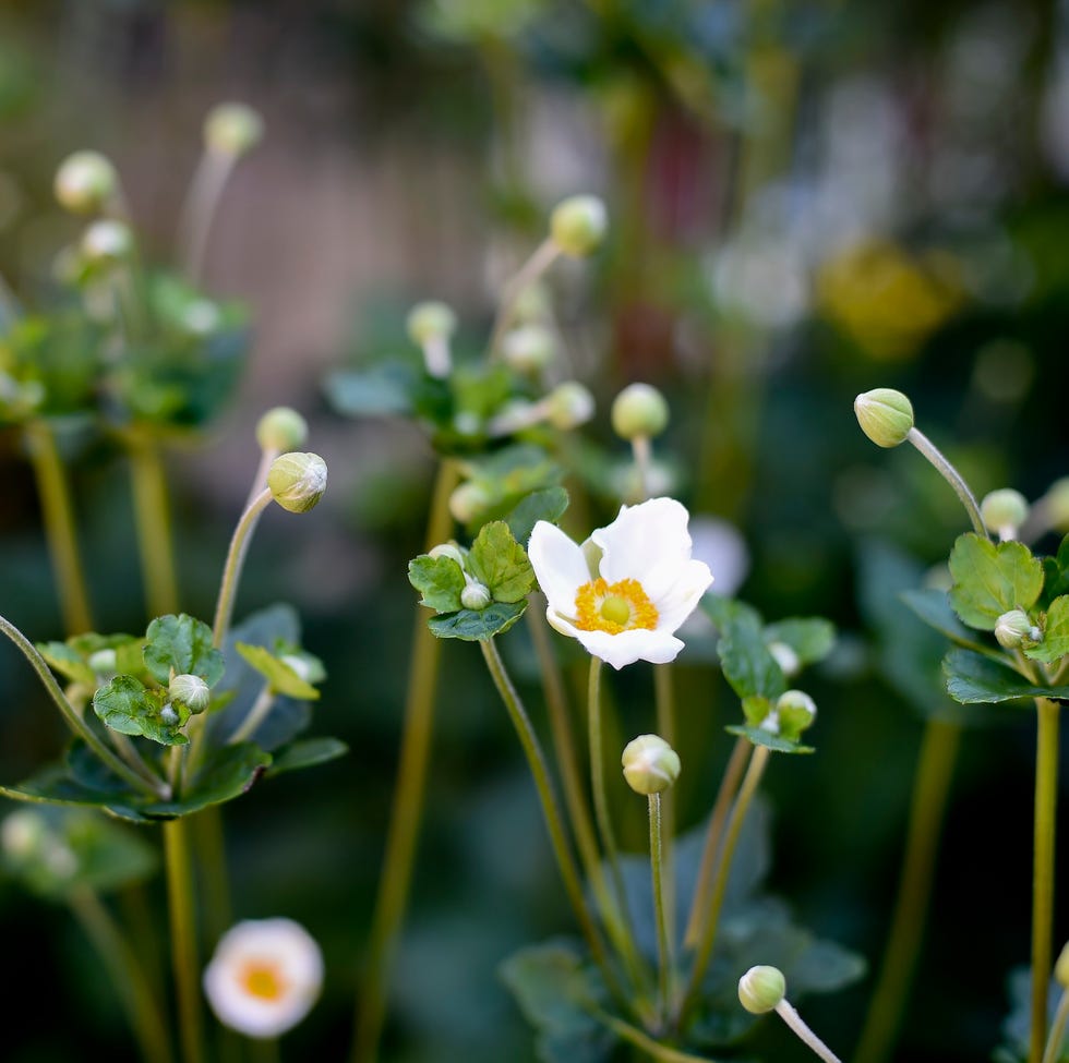 japanese anemone flower outside