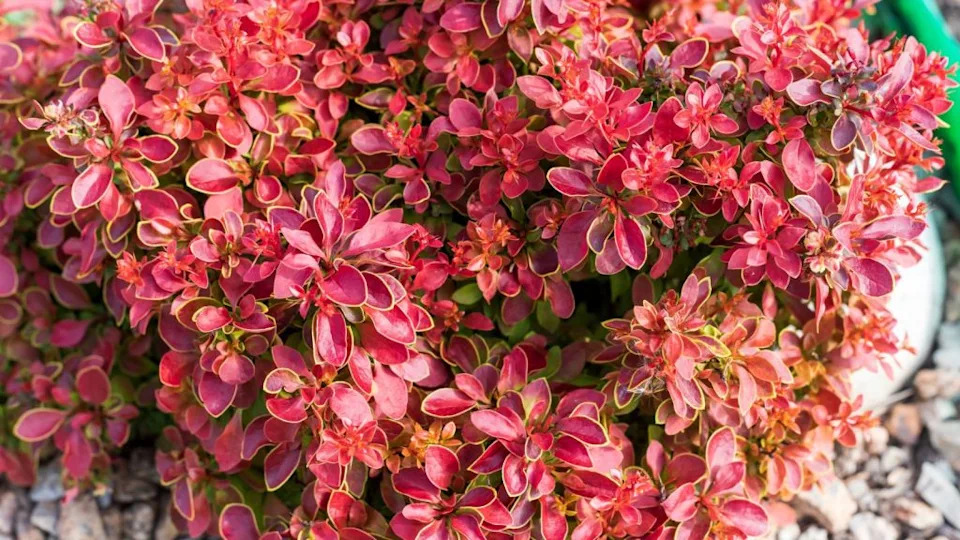 Red leaves of Berberis thunbergii garden, background.