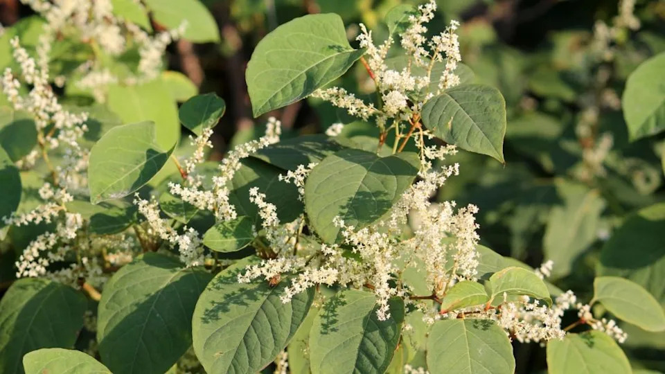 Fallopia japonica or Japanese knotweed. Branch with green leaves and white flowers.