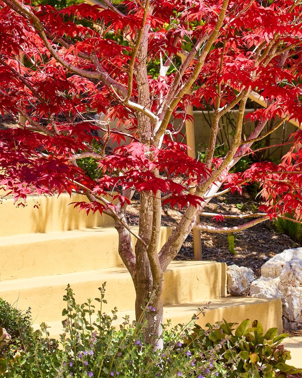 vibrant and stunning japanese red maple tree in a landscaped garden, california