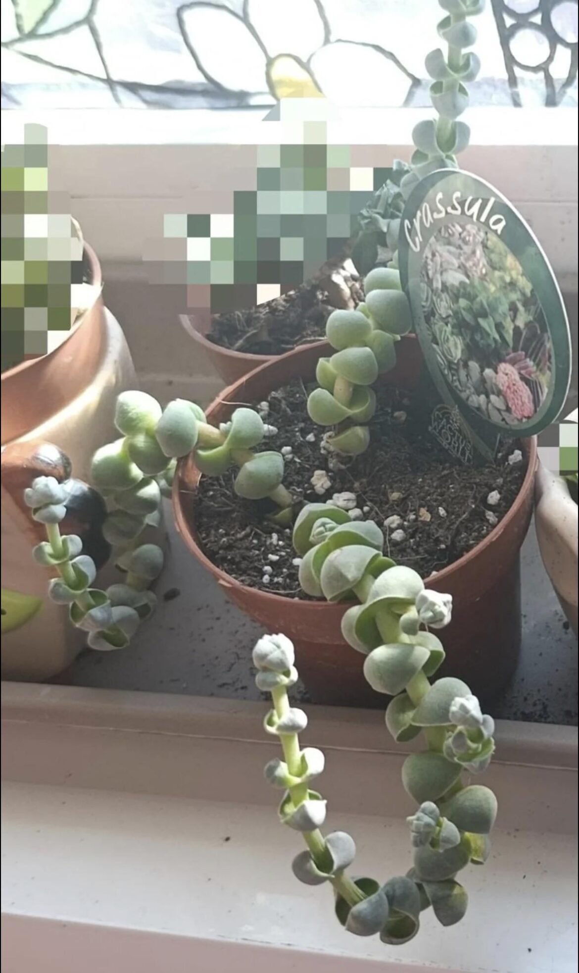 My succulent wants to start an OF