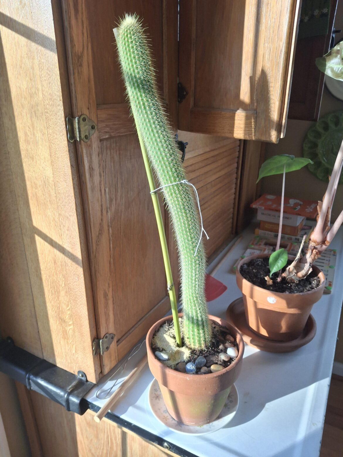 Need advice on leaning cactus