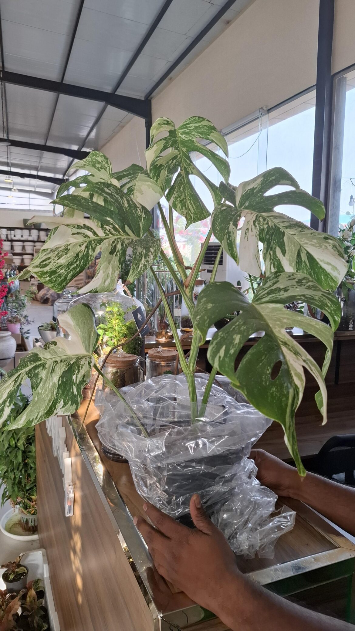 Found at a local nursery for approx ~ 240$
