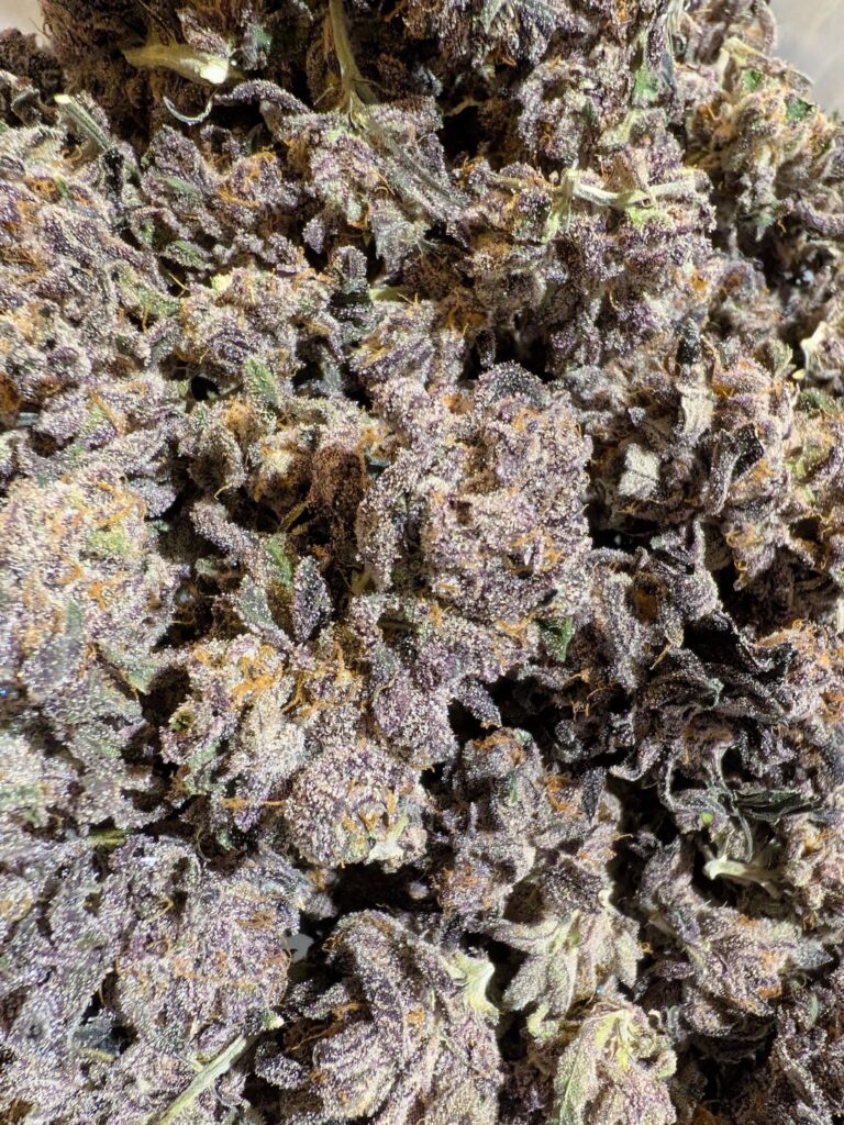 Sherb Runtz x Space Coast Gelato