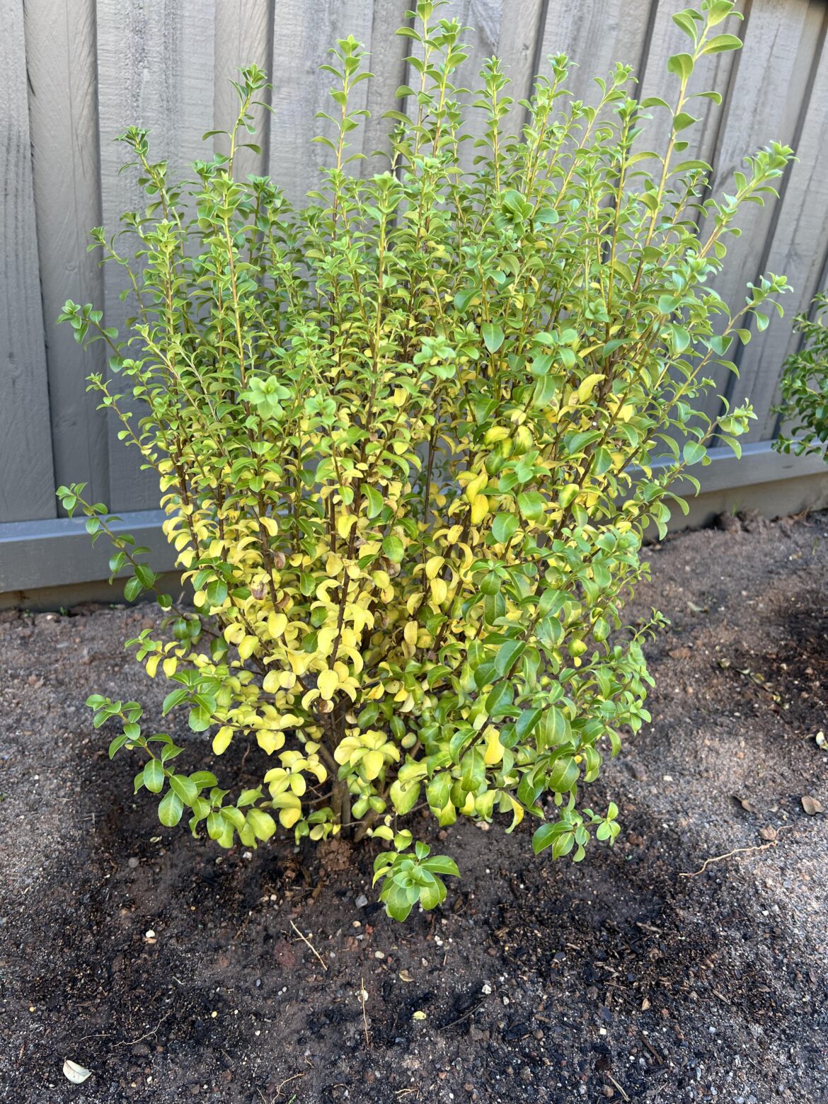 Are my pittosporums dying?