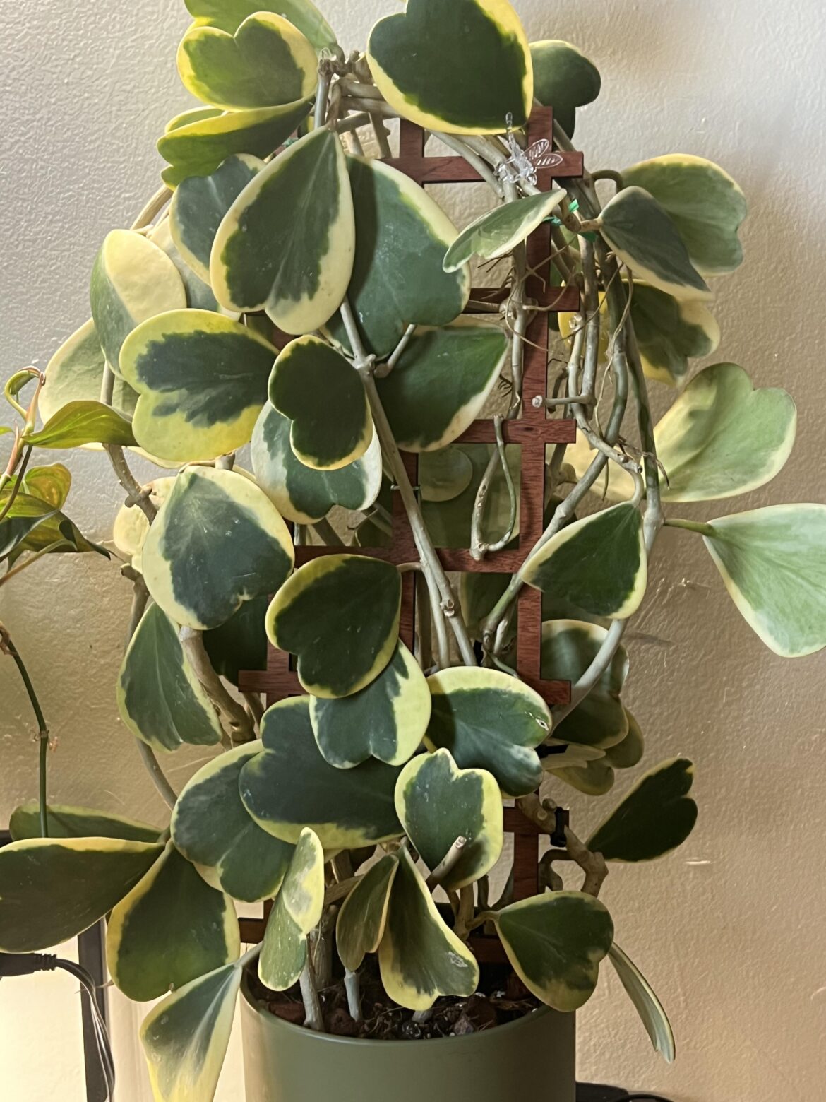 Where can I get a sturdy trellis for this monster