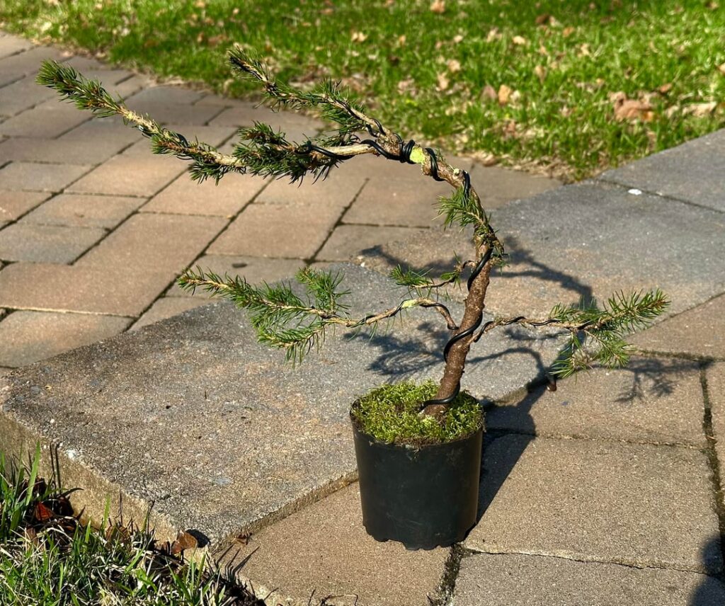 Dwarf Alberta Spruce – First Try Dwarf Alberta Spruce - First Try