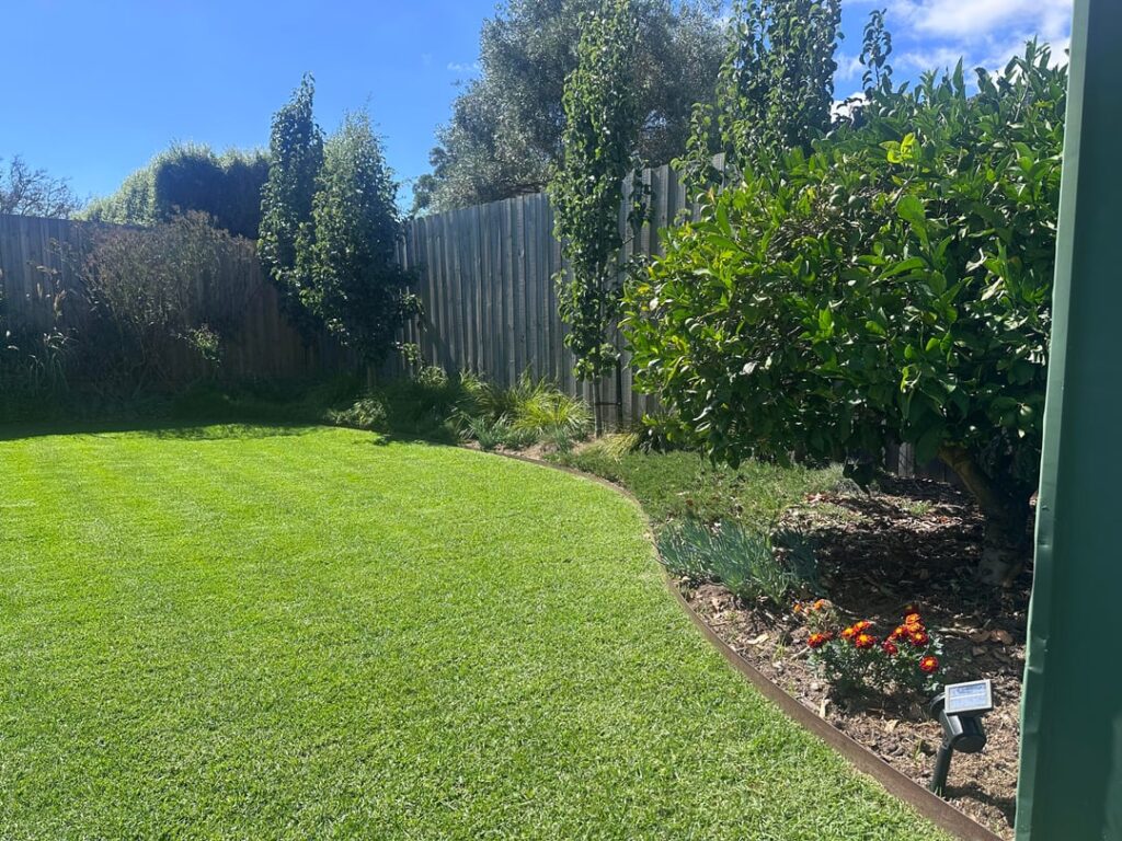 Kikuyu in autumn. Melbourne.