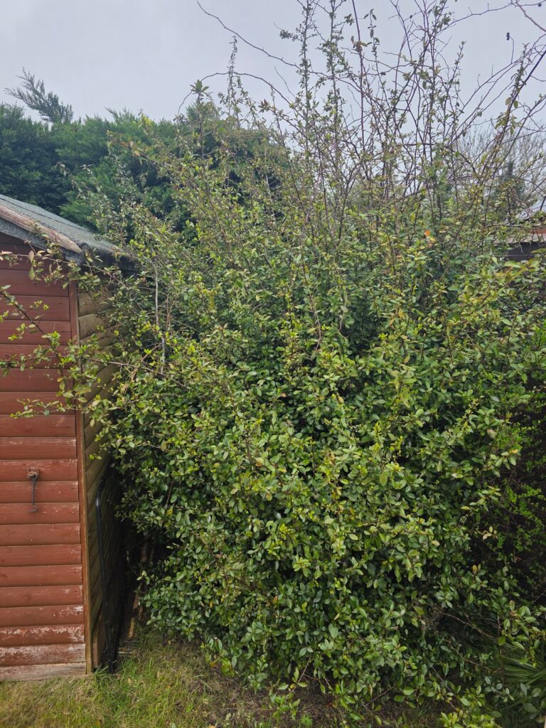 Blackthorn taking over Blackthorn taking over
