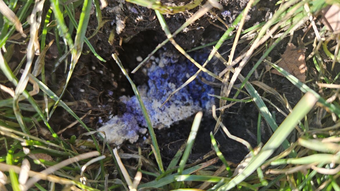 What is this white fungus my dog is obsessed with?