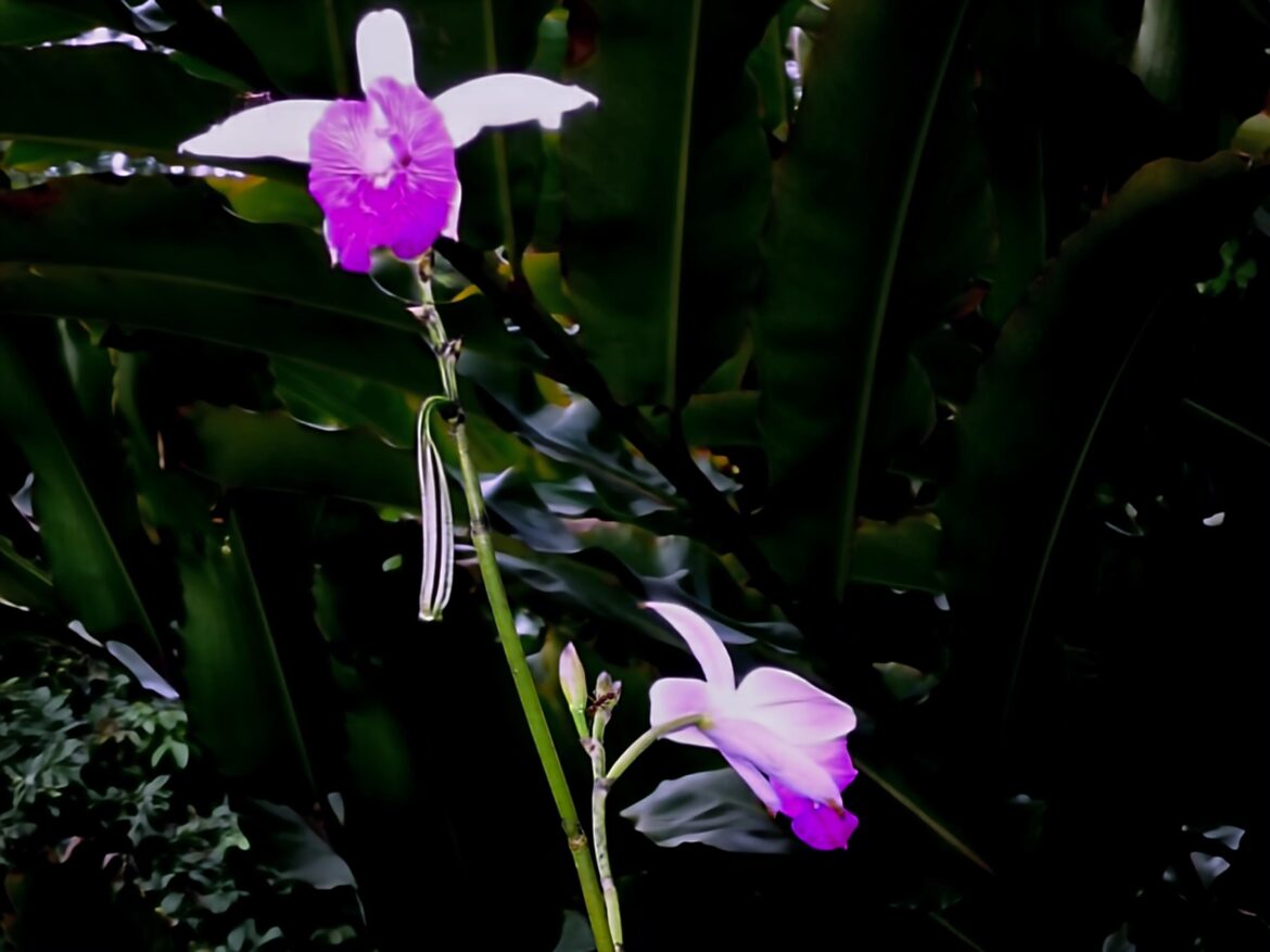 ORQUÍDEA BAMBÚ. (Arundina Graminifolia).