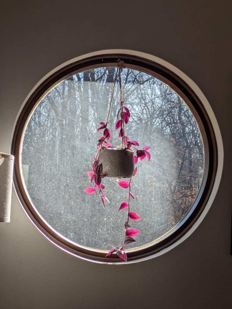My trascedantia loves her window, and her window loves her