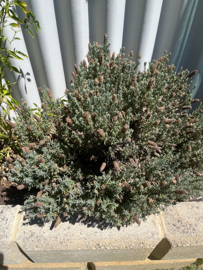 What’s wrong with my Lavender?