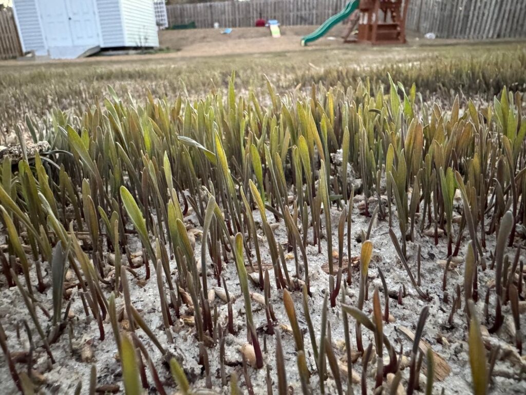 Grass identify