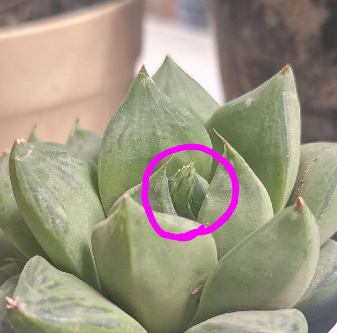 What's sprouting? It's my first succulent.
