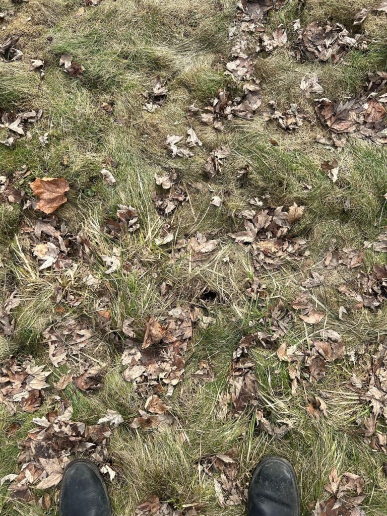 Flattening Lawn Advice Needed