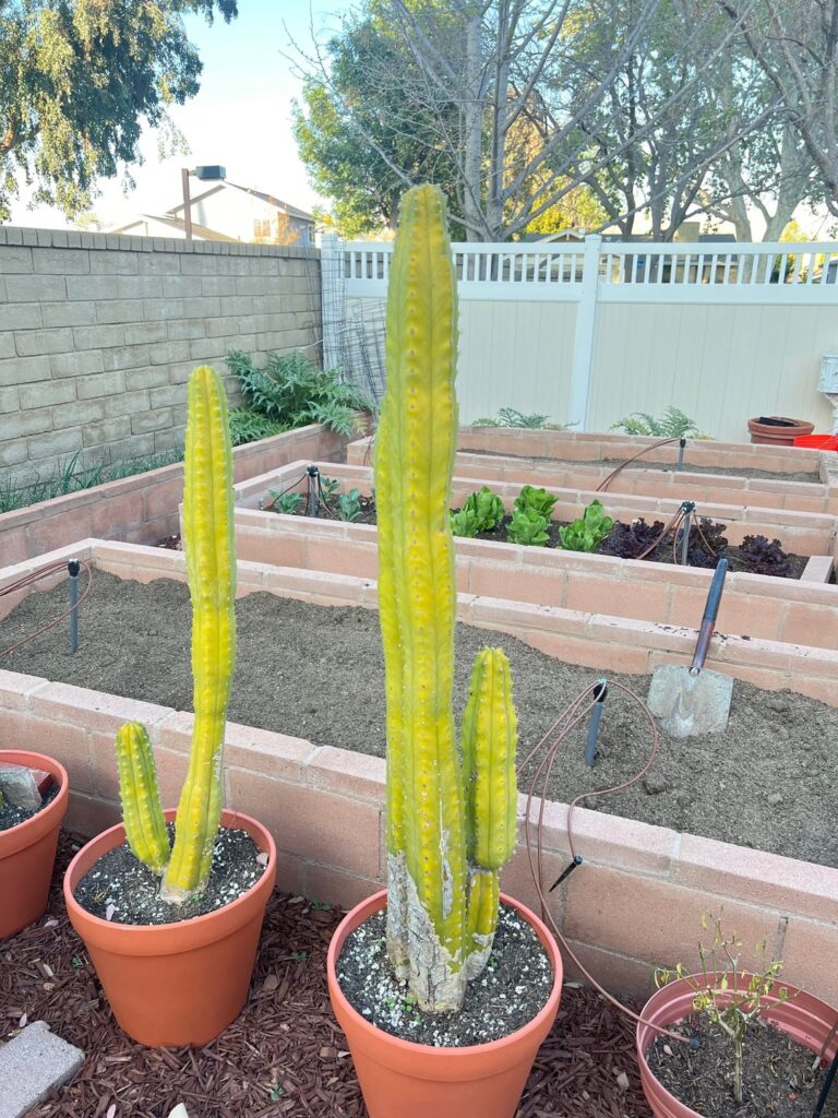 What is wrong with my San Pedros