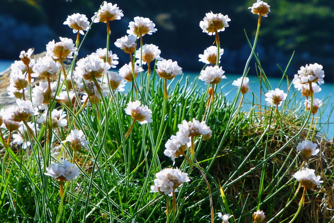 CLAVEL DE PLAYAS. (Armeria marítima)[OC]