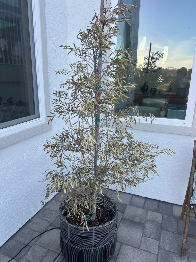 Olive Tree Advise