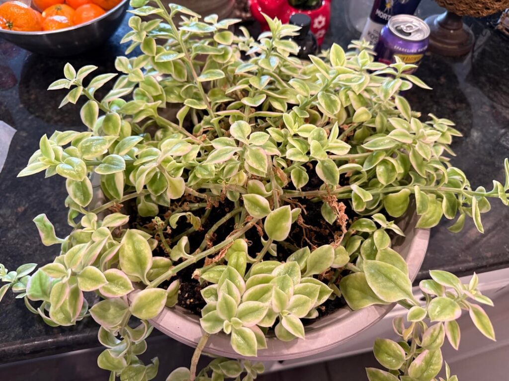 What’s wrong with Sunrose?