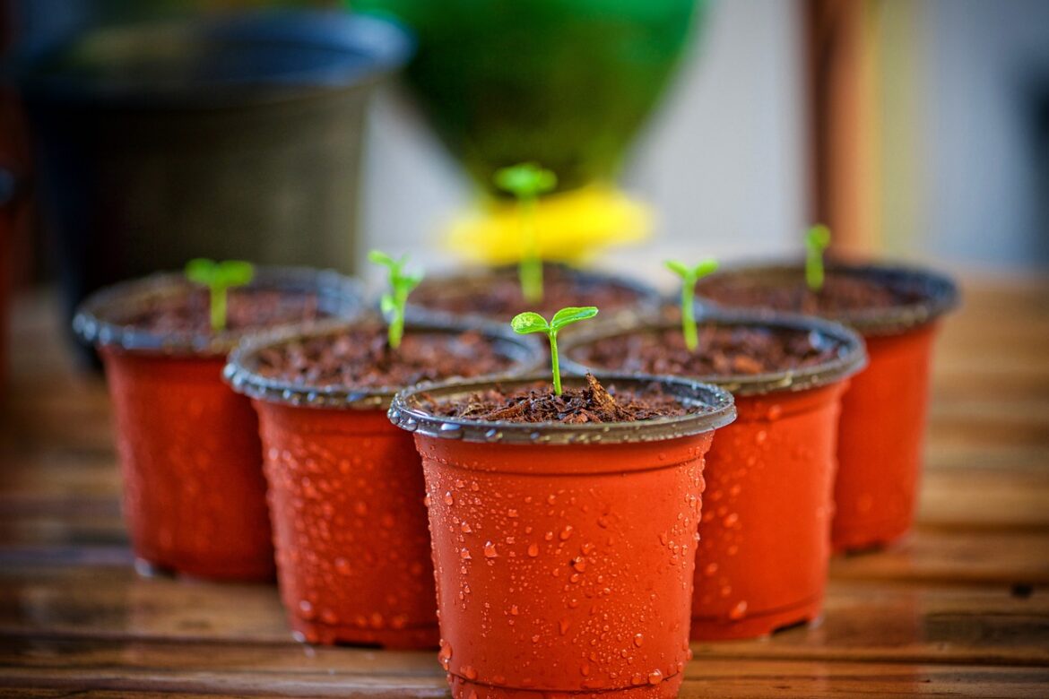 Carlow Launches Seed Library to Boost Community Gardening and Climate Action