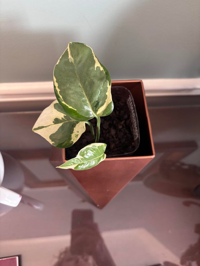 Yet another PNJ vs ‘NJoy post😂 Yet another PNJ vs 'NJoy post😂