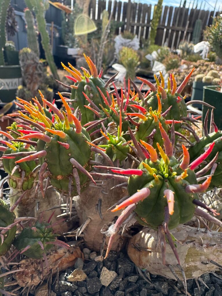 Euphorbia ferox