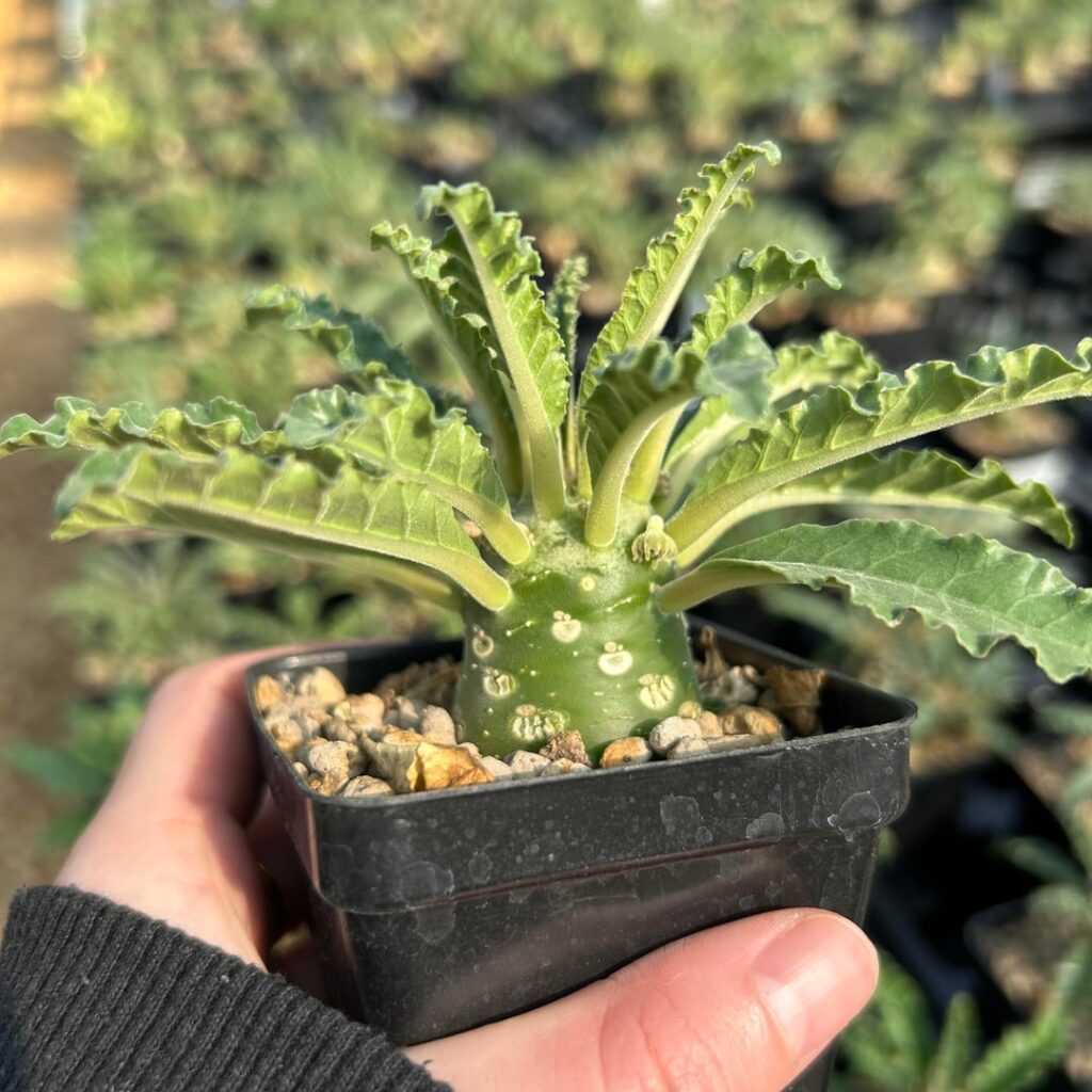 Super cute Dorstenia lavrani