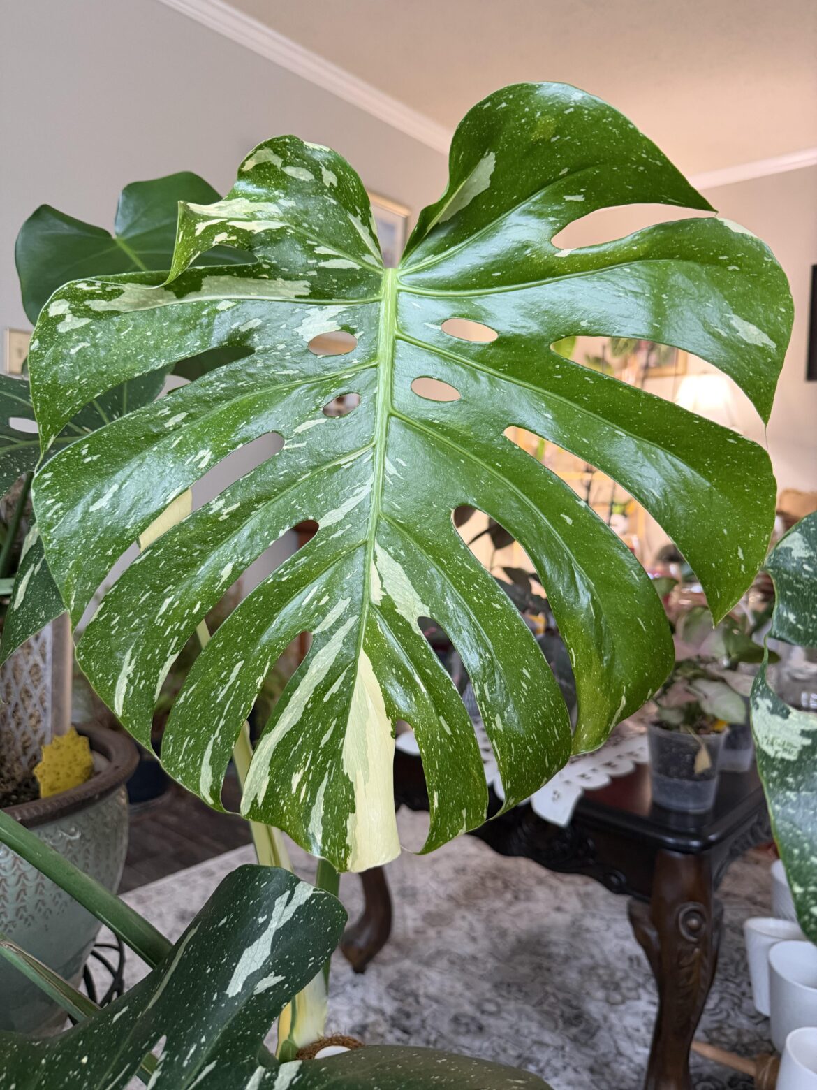 Leaf!