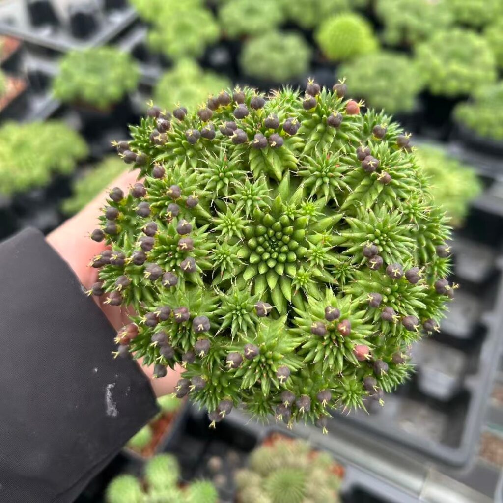 Euphorbia susannae