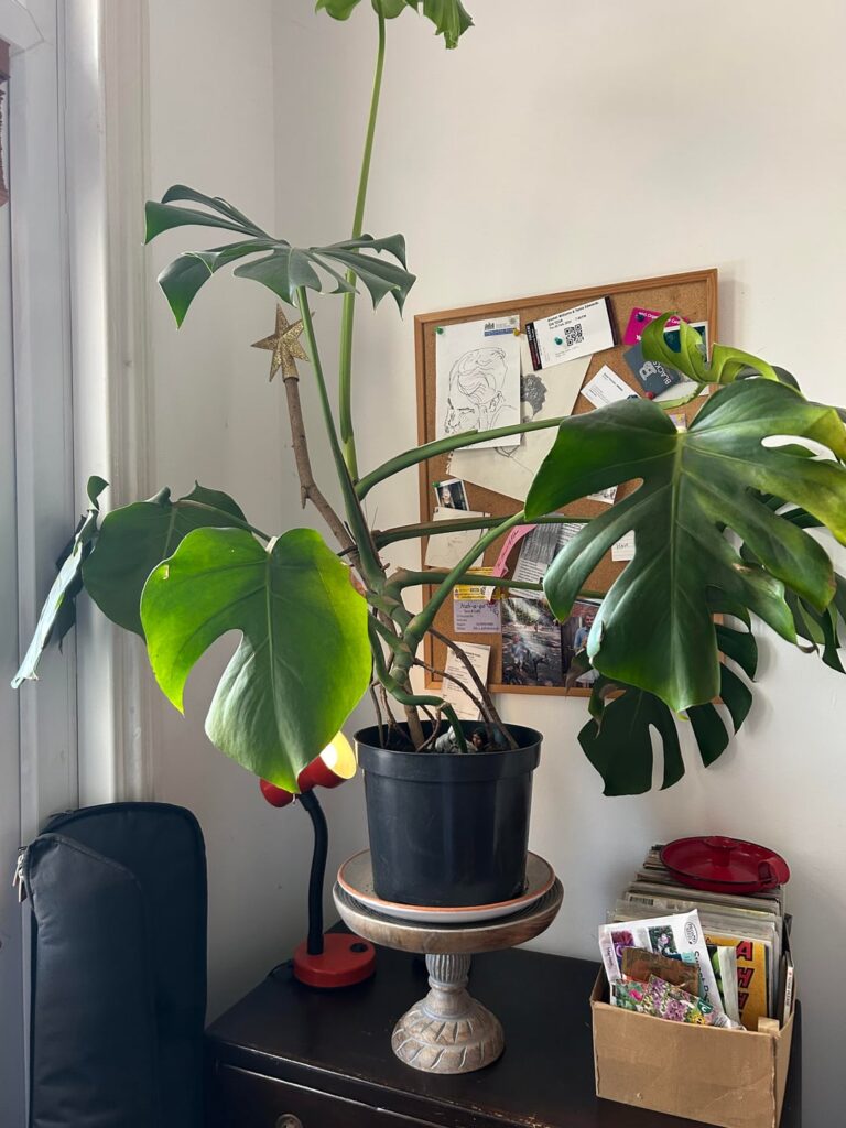 Advice needed ☺️