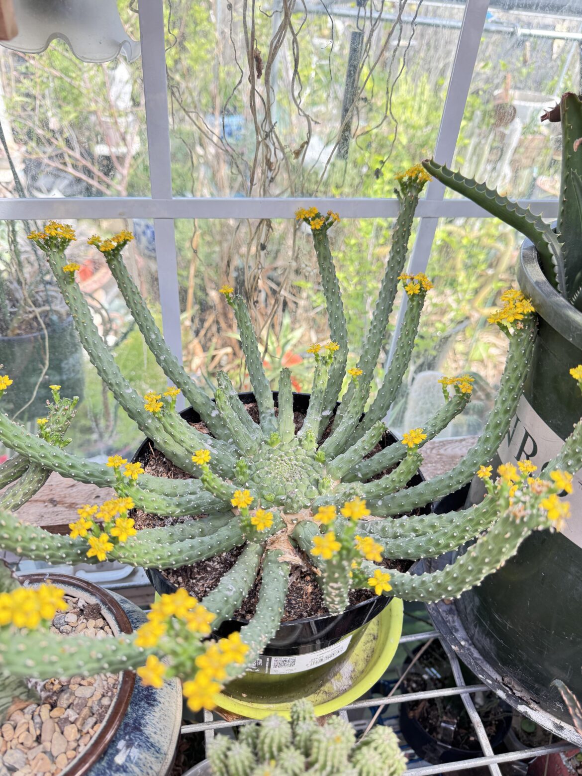 Euphorbia blooms