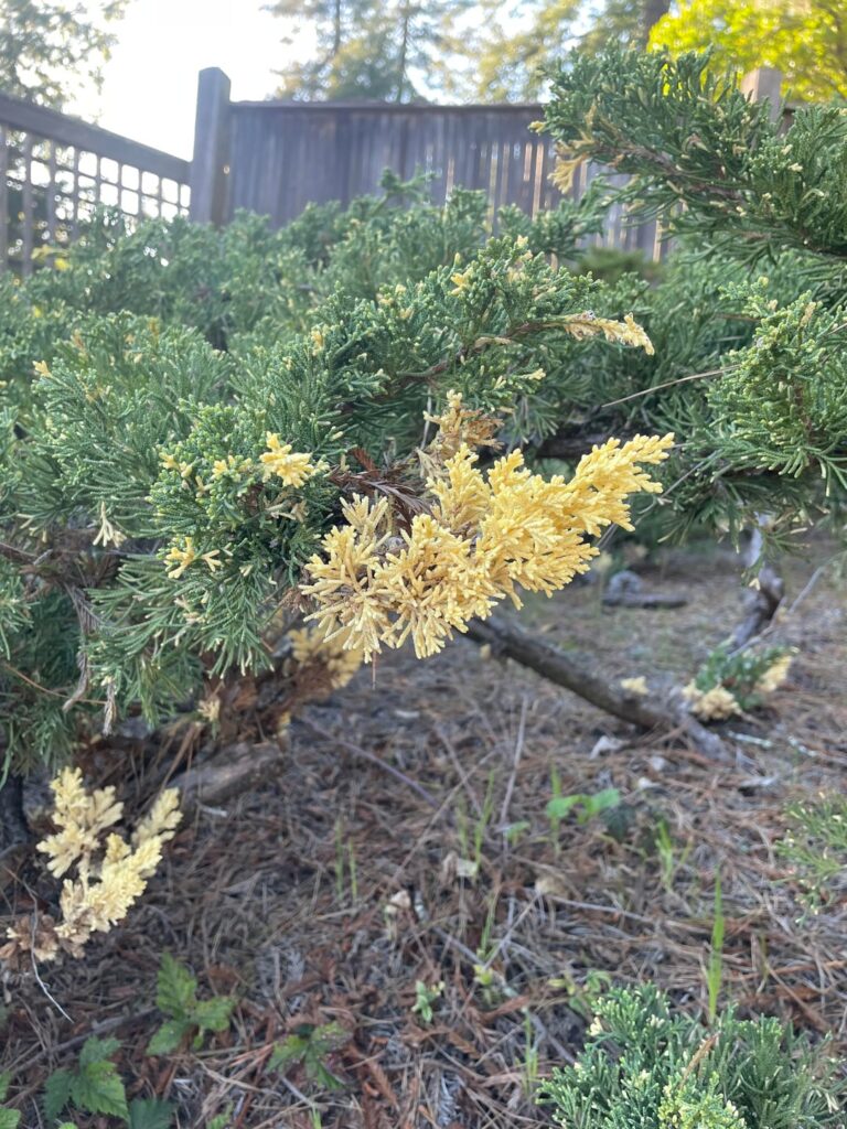 What is happening here? Spontaneous variegation?