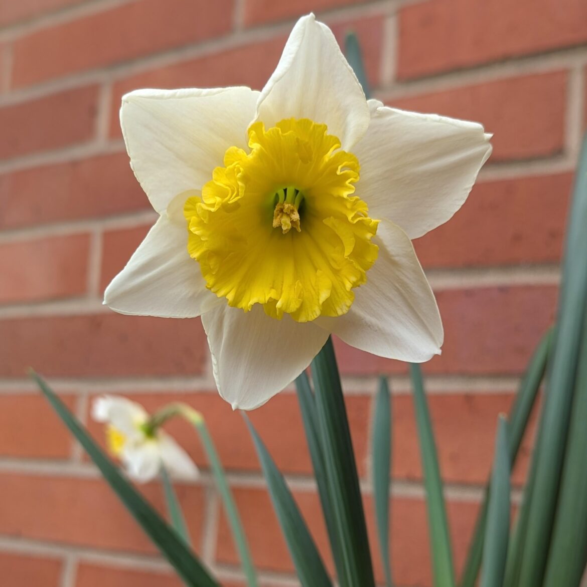 Was excited to see my daffodils blooming today!