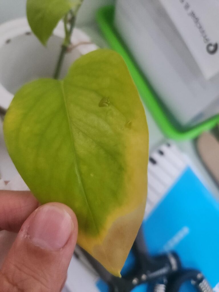Pothos leave suddenly turning brown and yellow Pothos leave suddenly turning brown and yellow