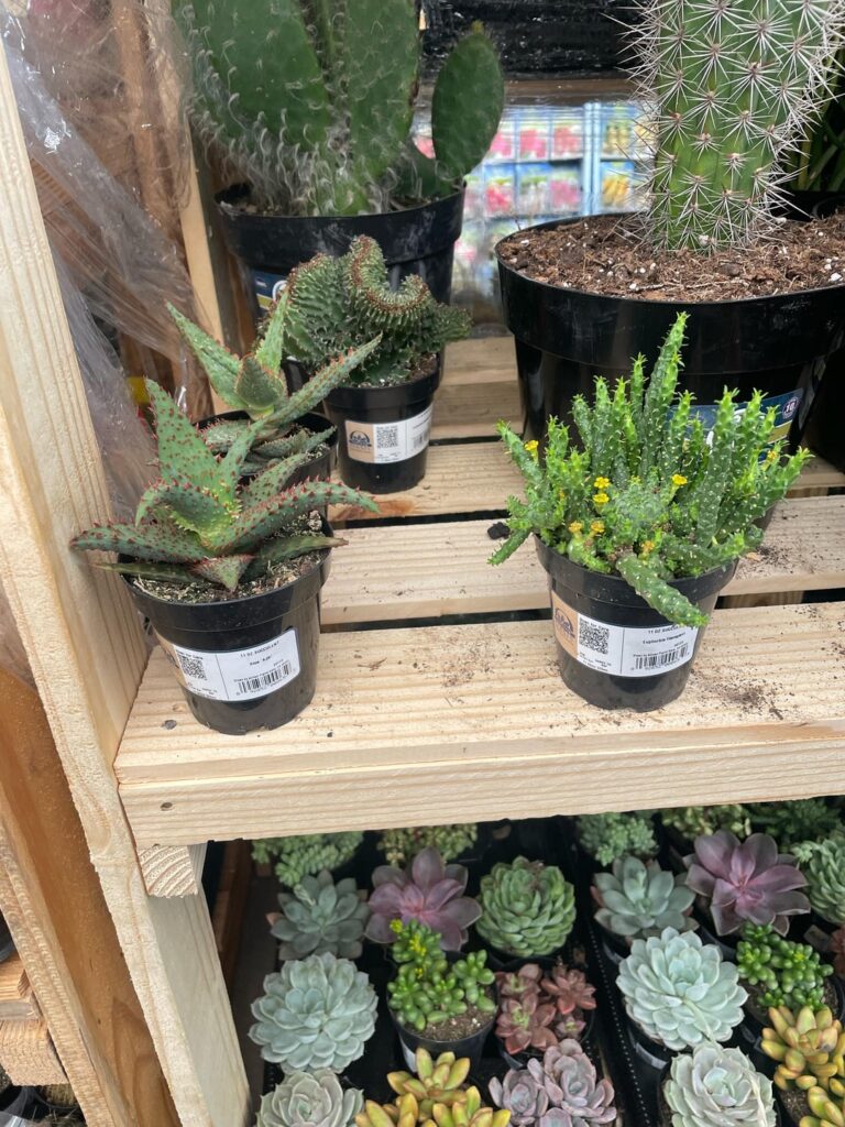 Small Lowes selection