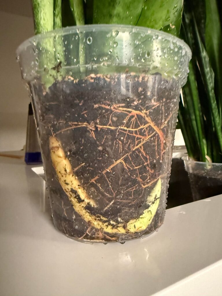 Sansevieria Moonshine Growing Weird Root Sansevieria Moonshine Growing Weird Root