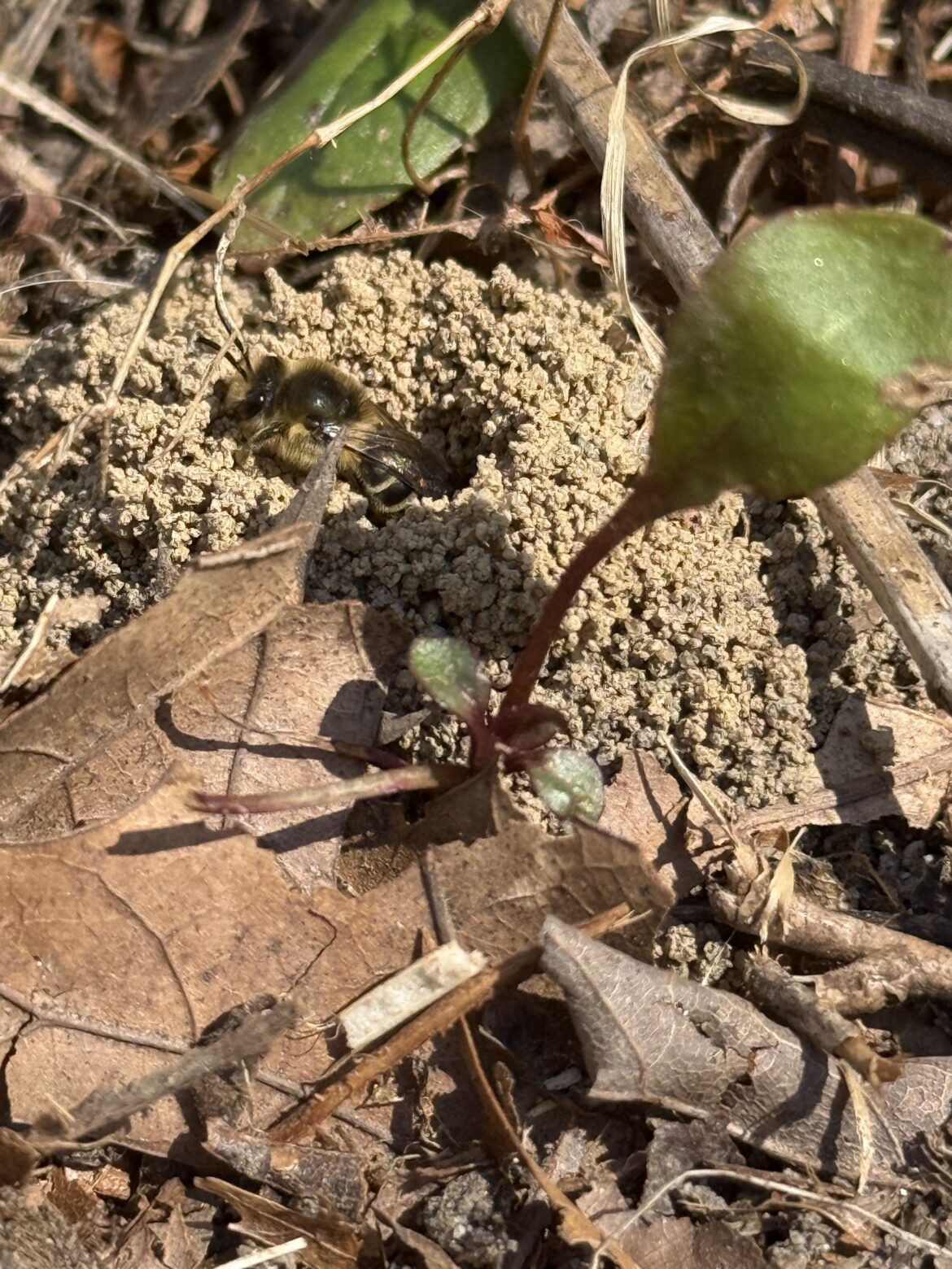 Bees, the ground burrowing bees are back! Bees, the ground burrowing bees are back!