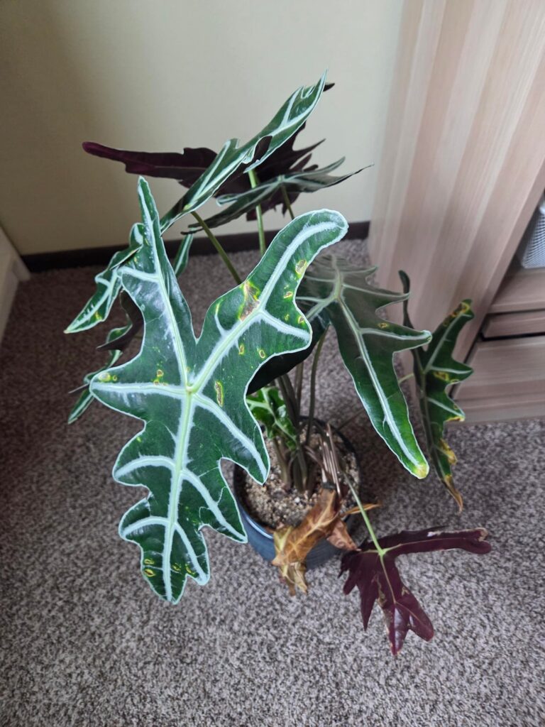 Help identifying issue Help identifying issue
