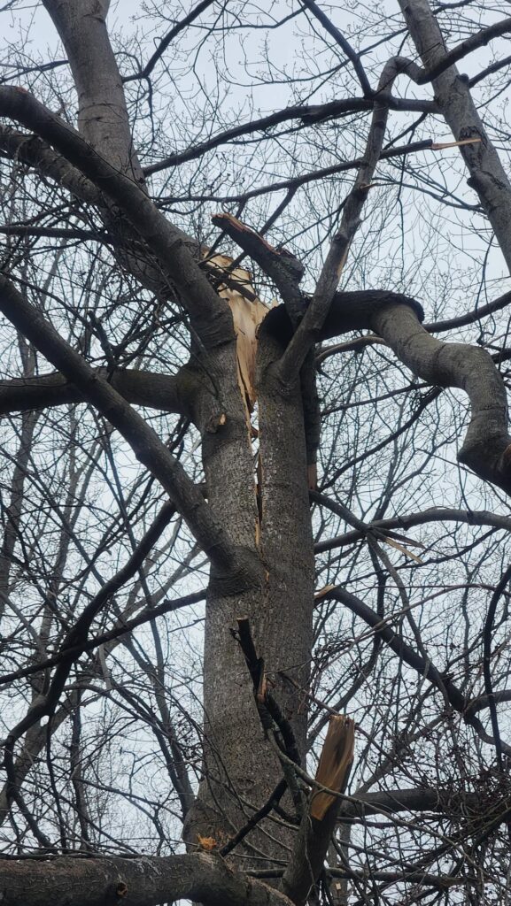 Tulip tree damaged in recent storm