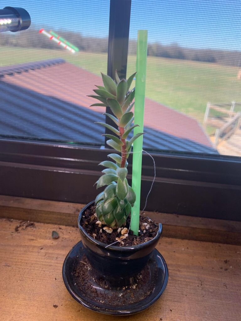 David (the plant) is too tall David (the plant) is too tall