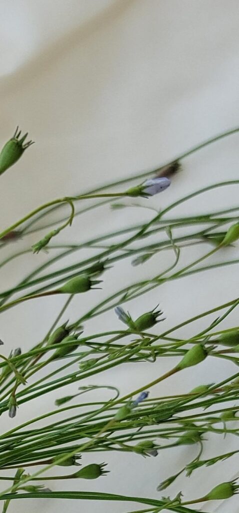 What is this plant