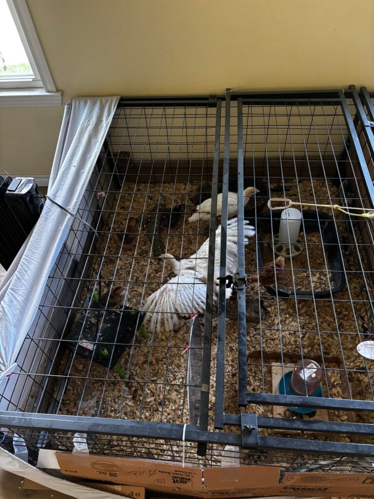 Turkey Growth and Chick Setup Turkey Growth and Chick Setup
