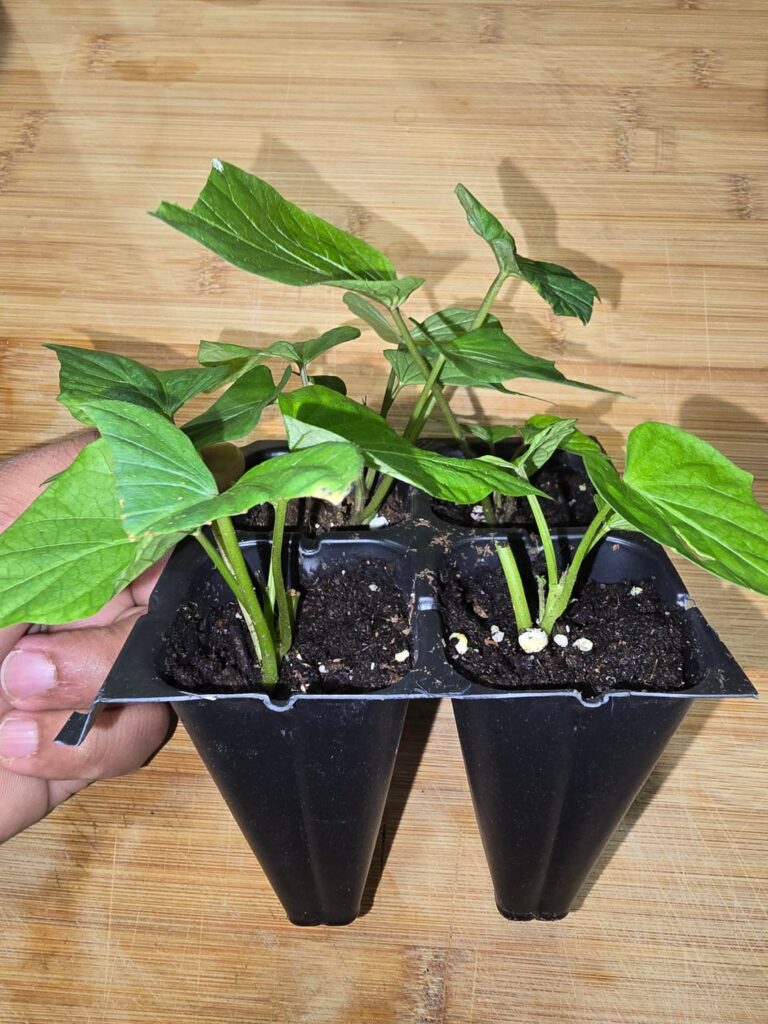 Murasaki Sweet Potatoe Rooted Cuttings