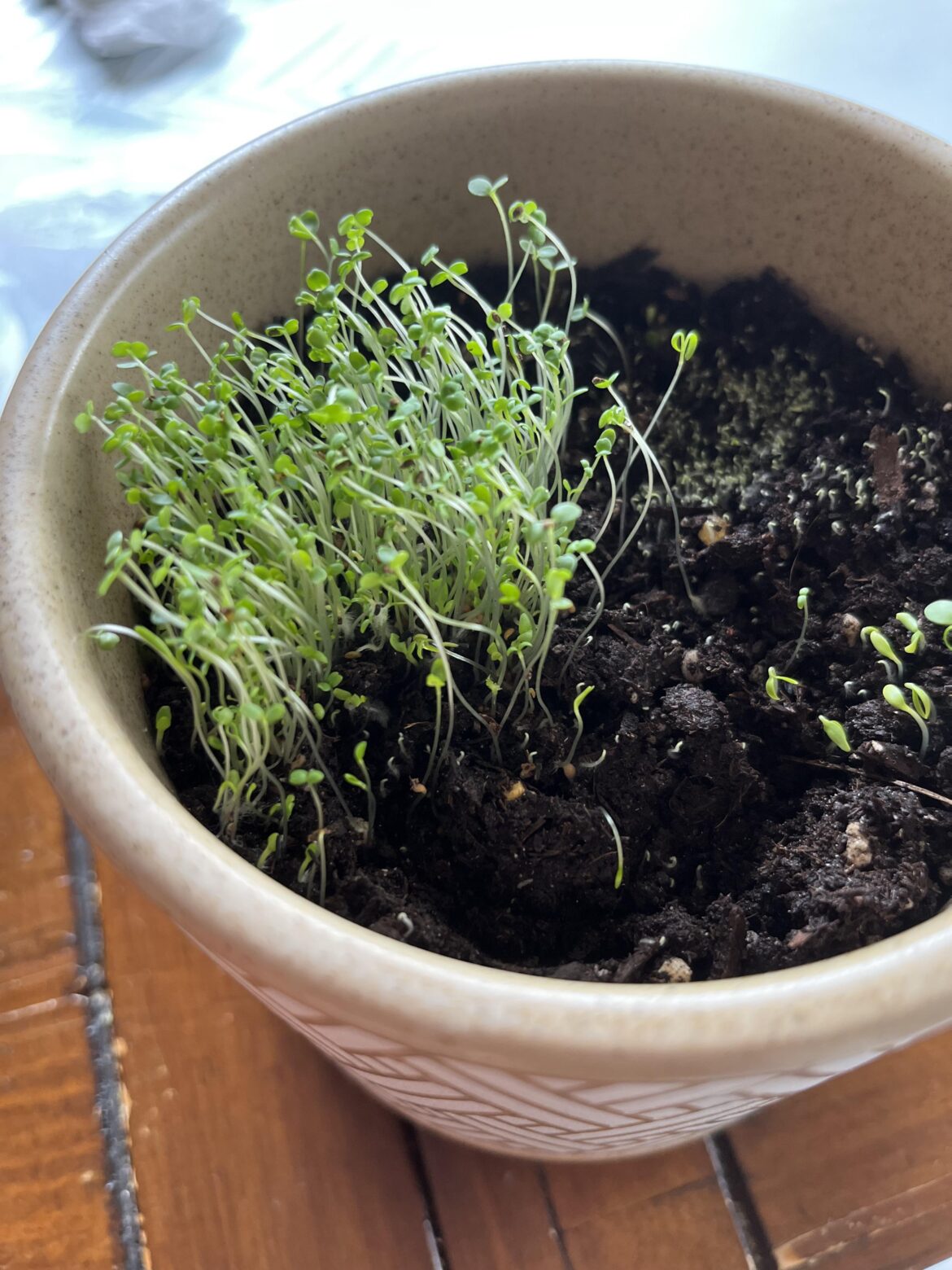 When should I repot these seedlings?