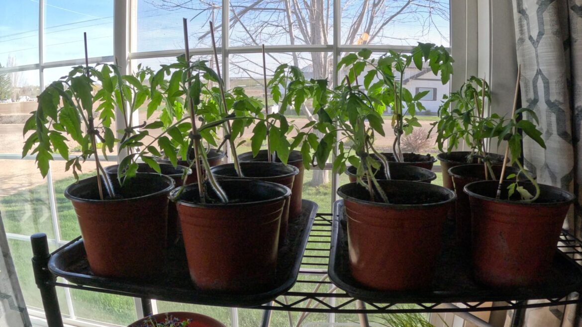 8 Weeks later… 8 Weeks later...