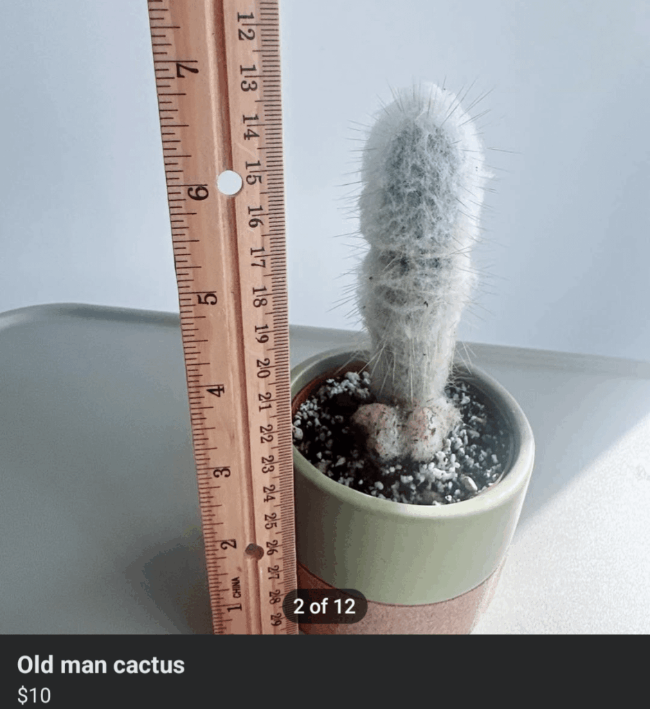 Old man cactus still standing strong