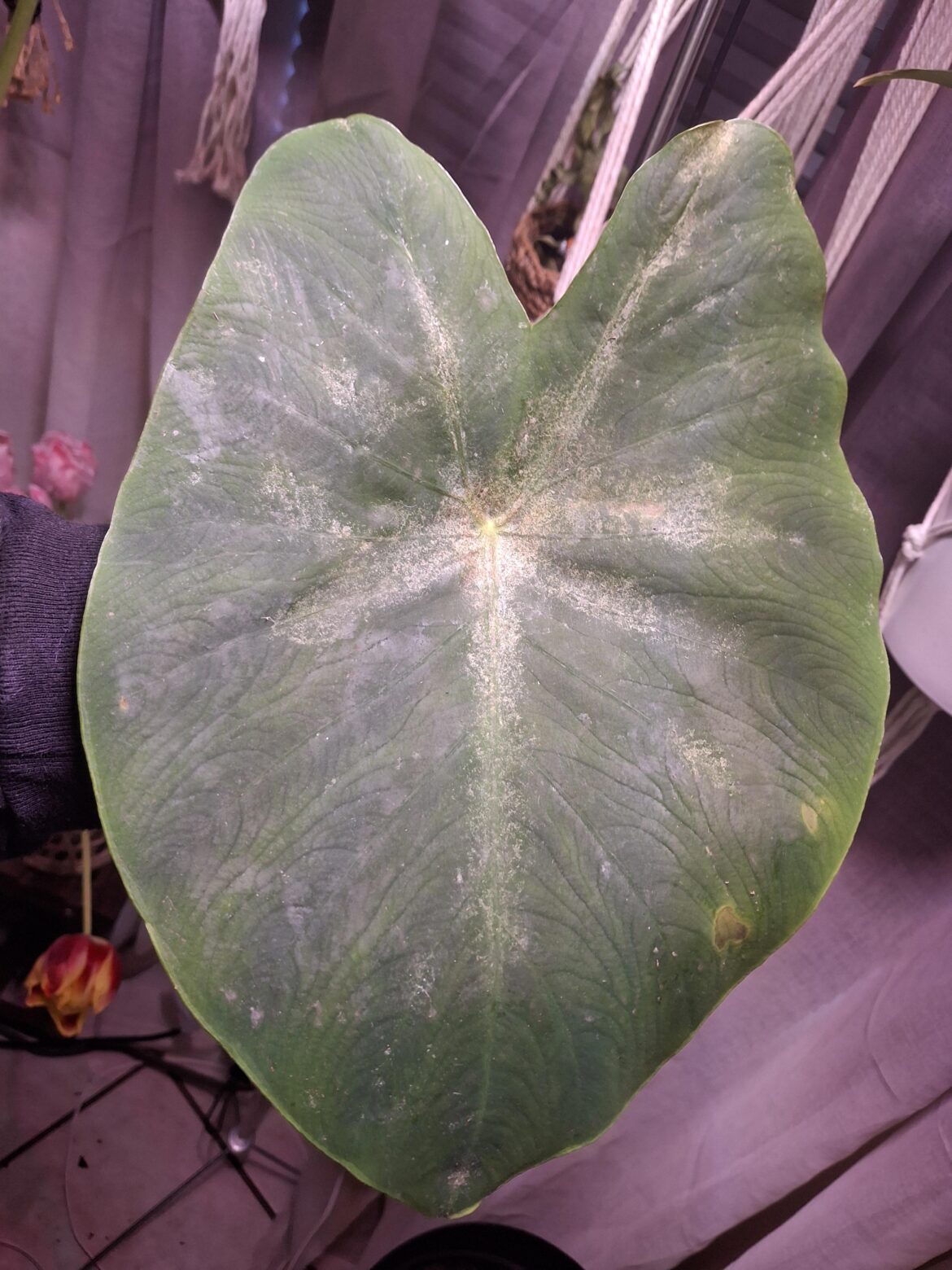 Spider Mites? Helllppp